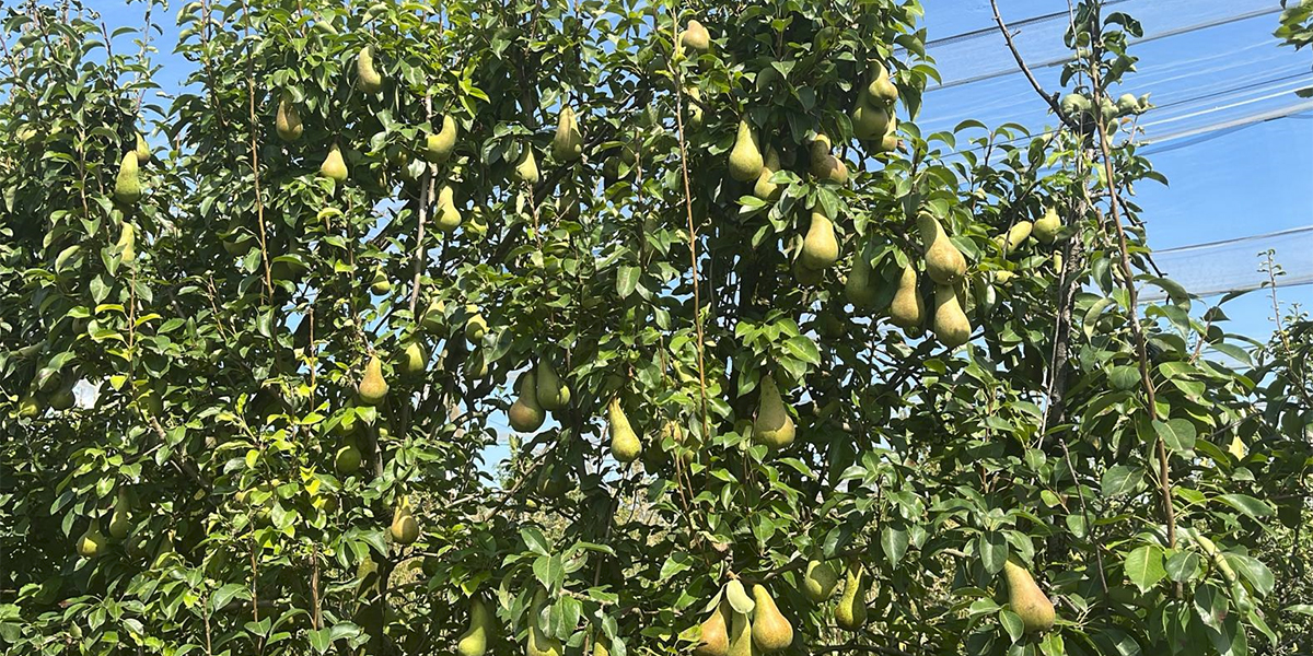 Pere: quest’anno l’Italia c’è!